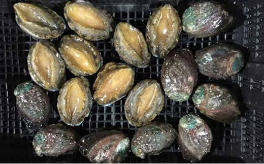 あわび（蒸し）50g×10粒 海の幸 【配送不可：離島】◆