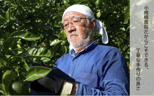 果樹園のジェラート 柑橘食べ比べ12個セット 100ml×12個 冷凍 ギフト アイスクリーム シャーベット□