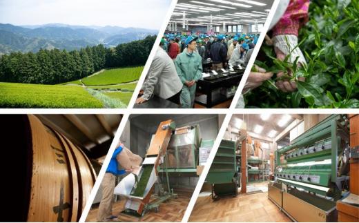 煎茶 だるまやブレンド（やぶきた）200g x 2本 計400g【だるまや和田清商店】お茶のまち 静岡市 お茶 緑茶 茶葉 オススメお茶■