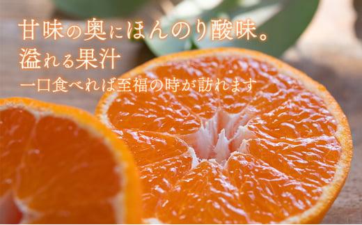 【2026年12月下旬より順次発送】至福の青島みかん 約3kg 望月自然農園 静岡県貯蔵ミカン品評会優秀賞 フルーツ 柑橘 オレンジ みかん◆