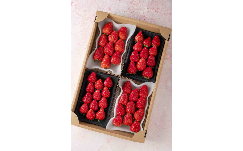 苺屋いちかわ農園直送！その時一番おいしいイチゴ4パックセット【配送不可：沖縄県・離島】