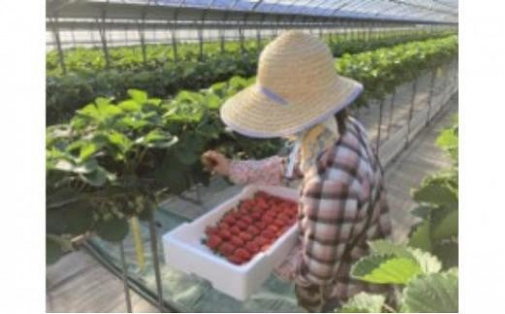 【先行予約】【ギフトBOX入り】大粒静岡いちご ギフトボックス入り（すず／おいCベリー 約500g・農園厳選） 冷蔵 苺 フルーツ◇