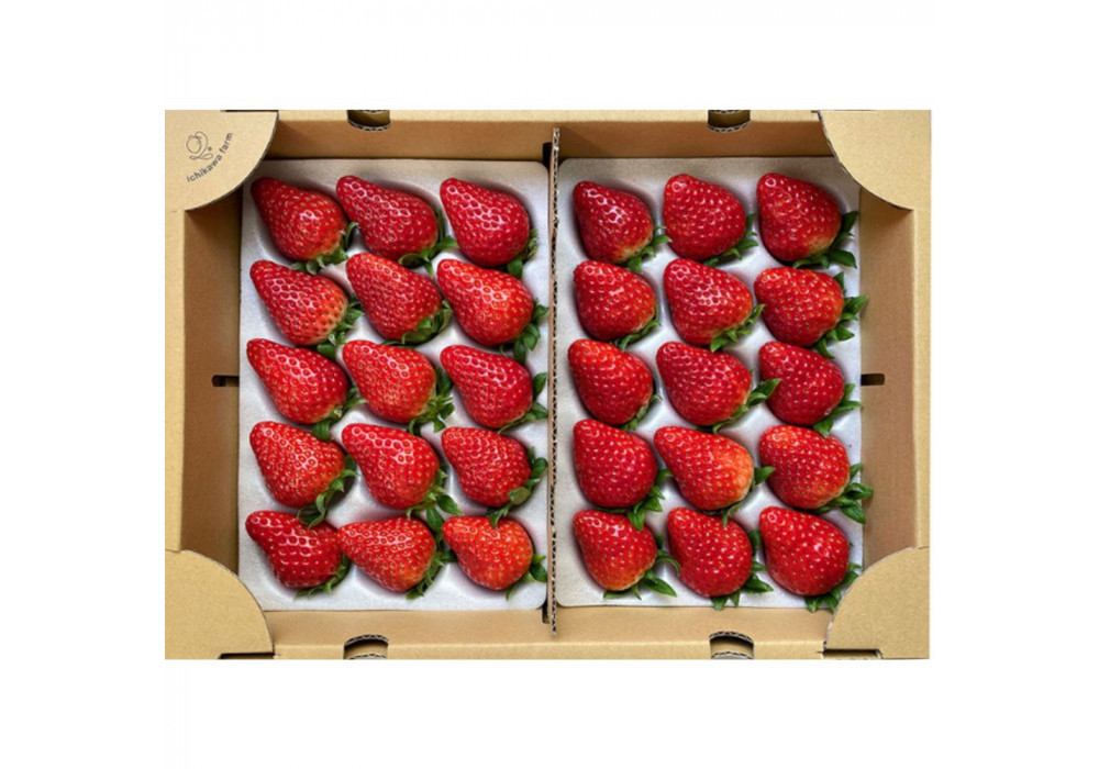 農園厳選 静岡いちご2パック（約900g／すず・おいCベリー・紅ほっぺ）（冷蔵 苺 フルーツ）