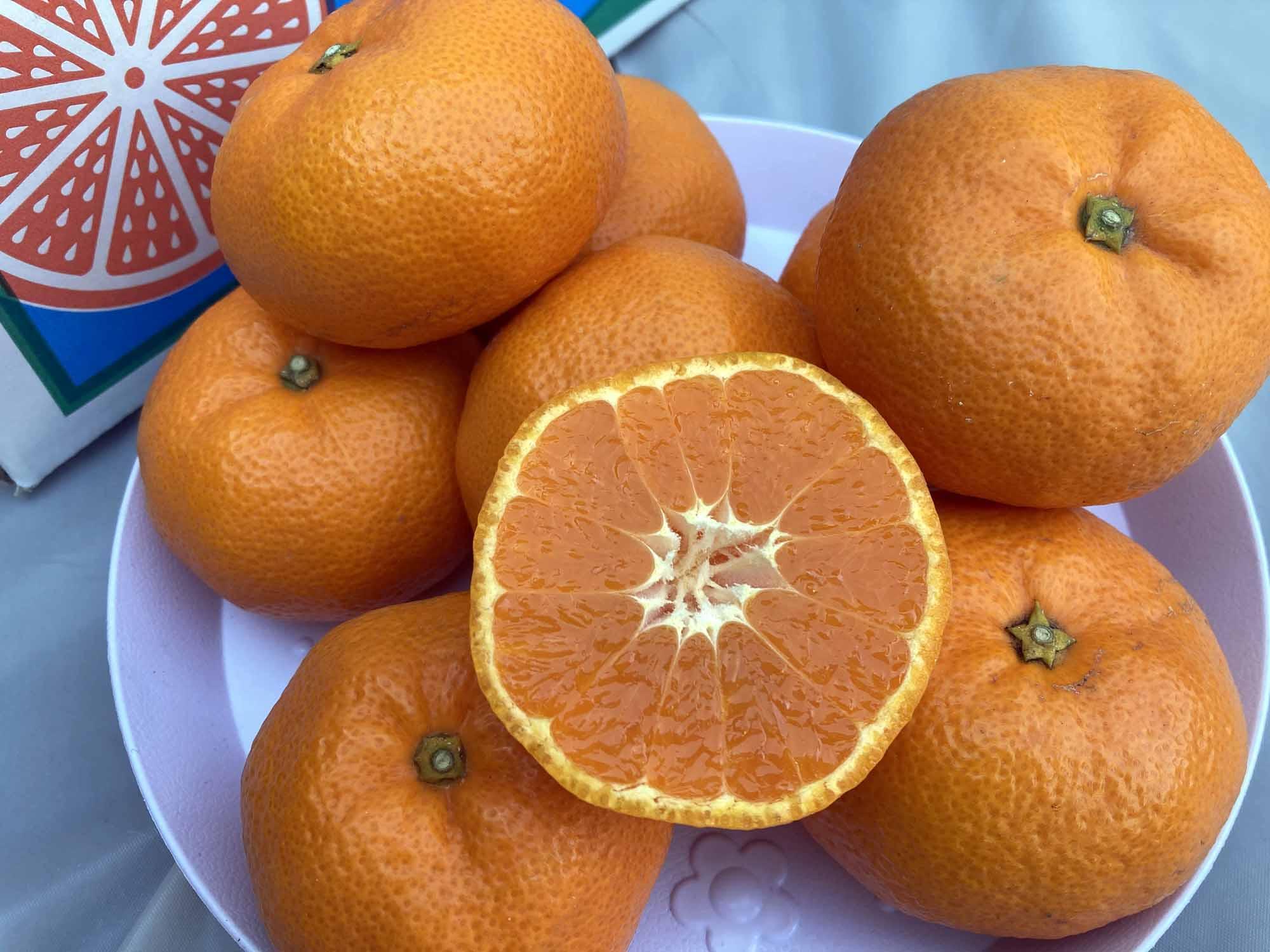 【2025年12月下旬～2月上旬発送】甘い青島みかん5kg　静岡県より産地直送◇