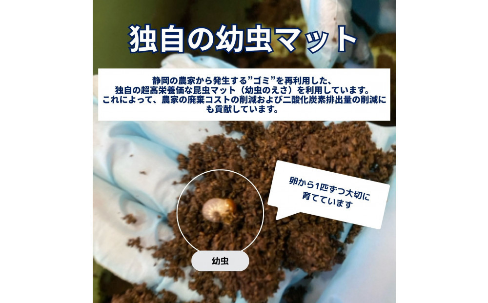 （ペア）ヘラクレスオオカブト大型オス（140-150mm）&メス（サイズフリー）【配送不可：北海道・沖縄・離島（一部除く】