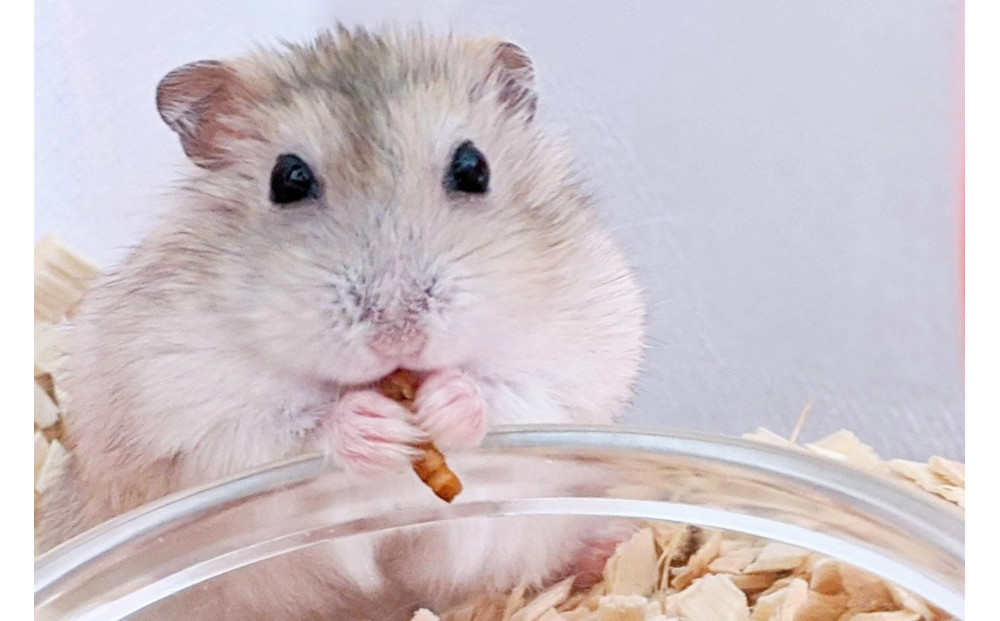 活き活きミルワーム30g ×3パックセット