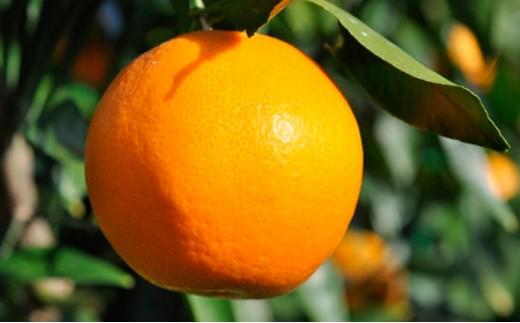 【2026年2月上旬より順次発送】静岡県清水生まれの美味しい柑橘「はるみ約2.5kg」【配送不可：離島】◆