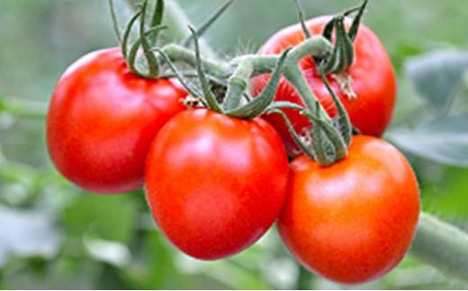 【12月より順次発送】完熟中玉トマト『レッドオーレ』1箱1kg  5,000円