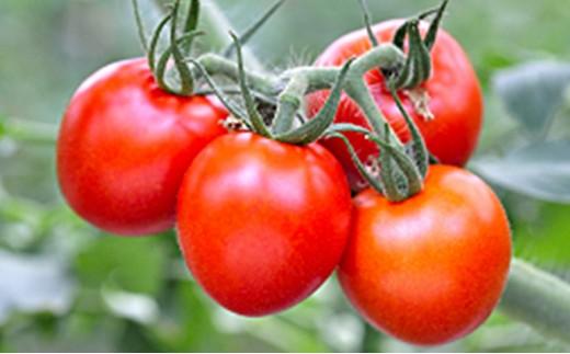 【2025年12月より順次発送】完熟中玉トマト レッドオーレ2箱【配送不可：北海道・沖縄・離島】◆