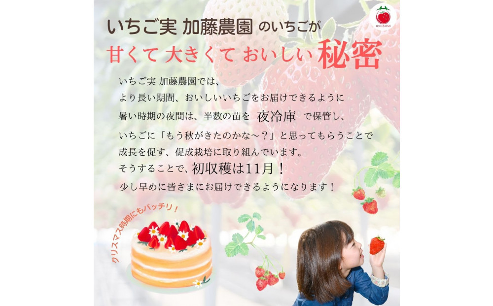 【年内お届け！！贈答用】 静岡県産いちご 紅ほっぺ 500g×2パック（1パック12～15粒） 冷蔵配送【配送不可：北海道・沖縄・離島】 苺 フルーツ◇