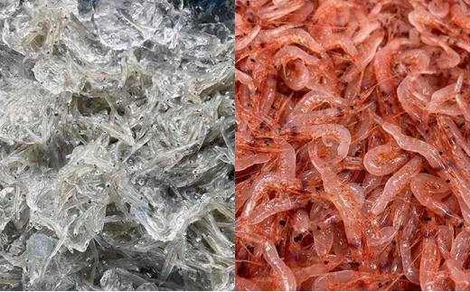 しらす・桜えびセット（各2種）【配送不可：離島】◇