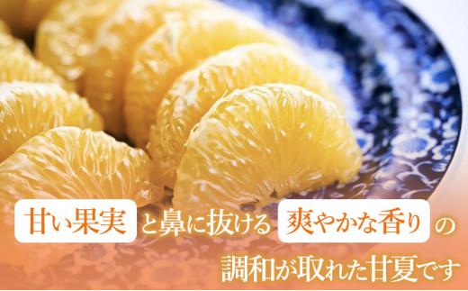【2026年3月下旬より順次発送】青木農園 スルガ甘夏 10kg【配送不可：離島】◇
