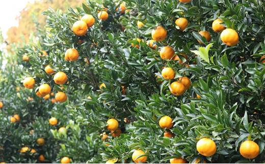 【2026年1月中旬より順次発送】青木農園 太田ポンカン 5kg【配送不可：離島】◇