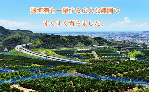 【2026年3月より発送】しみずTHE MIKAN100％（みかんジュース）720ml×1本◇