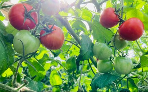 【静岡・三保松原の完熟トマト】甘さと旨味がたっぷり！フルーティーな中玉トマト（アミノレッド）1kg 約30～35玉入　川村農園■