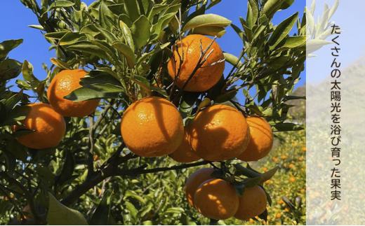 果樹園のジェラート 柑橘食べ比べ12個セット 100ml×12個 冷凍 ギフト アイスクリーム シャーベット□