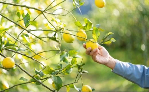 塩漬けレモン 100g×3パック 駿河レモン堂 れもん 調味料 薬味 塩レモン□