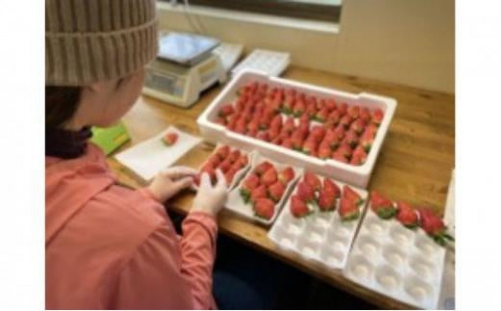 【先行予約】【ギフトBOX入り】大粒静岡いちご ギフトボックス入り（すず／おいCベリー 約500g・農園厳選） 冷蔵 苺 フルーツ◇