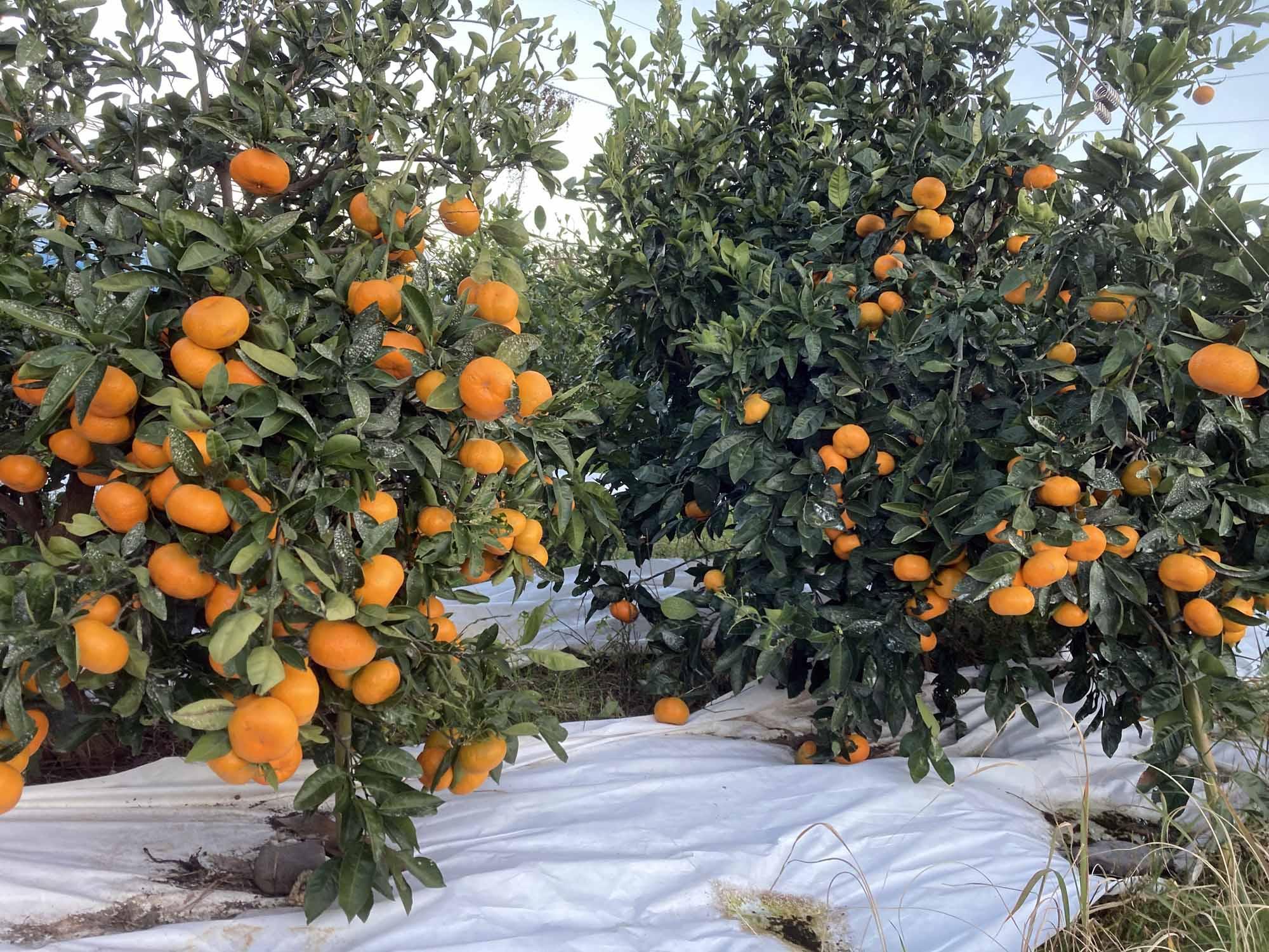 【2025年12月下旬～2月上旬発送】甘い青島みかん5kg　静岡県より産地直送◇