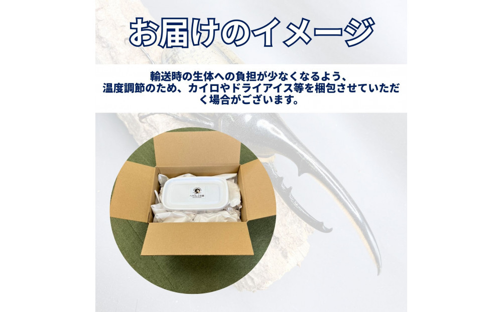 （ペア）ヘラクレスオオカブト大型オス（140-150mm）&メス（サイズフリー）【配送不可：北海道・沖縄・離島（一部除く】