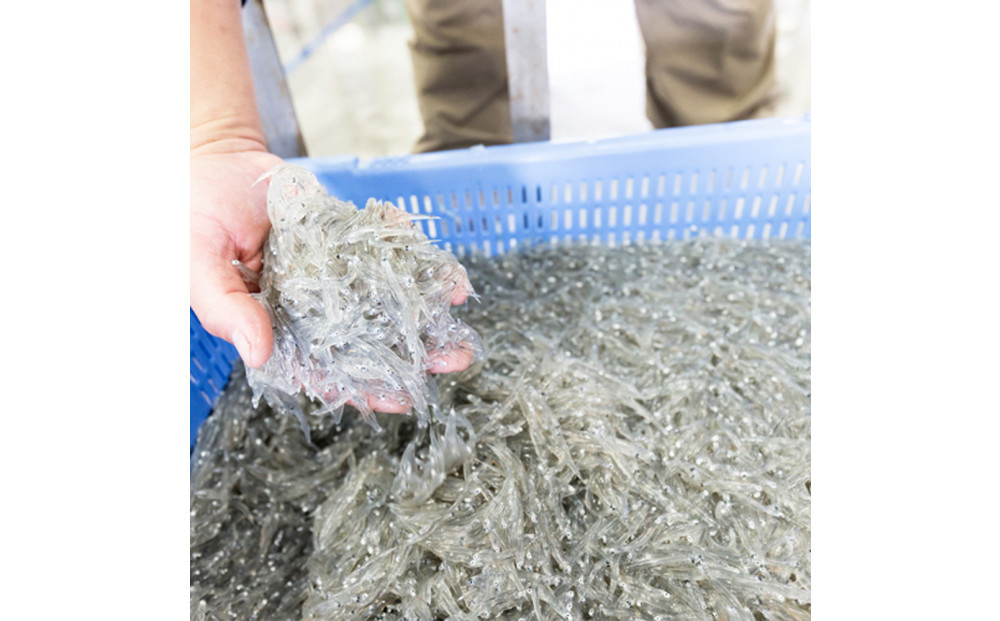 桜えび２種、しらす２種セット【配送不可：離島】