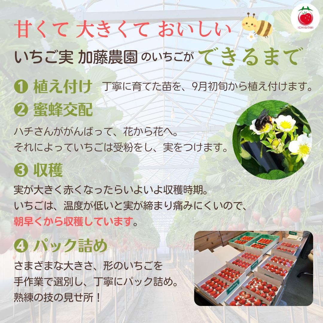 【冷凍】 静岡県産いちご 紅ほっぺ 1kg 苺 フルーツ◇