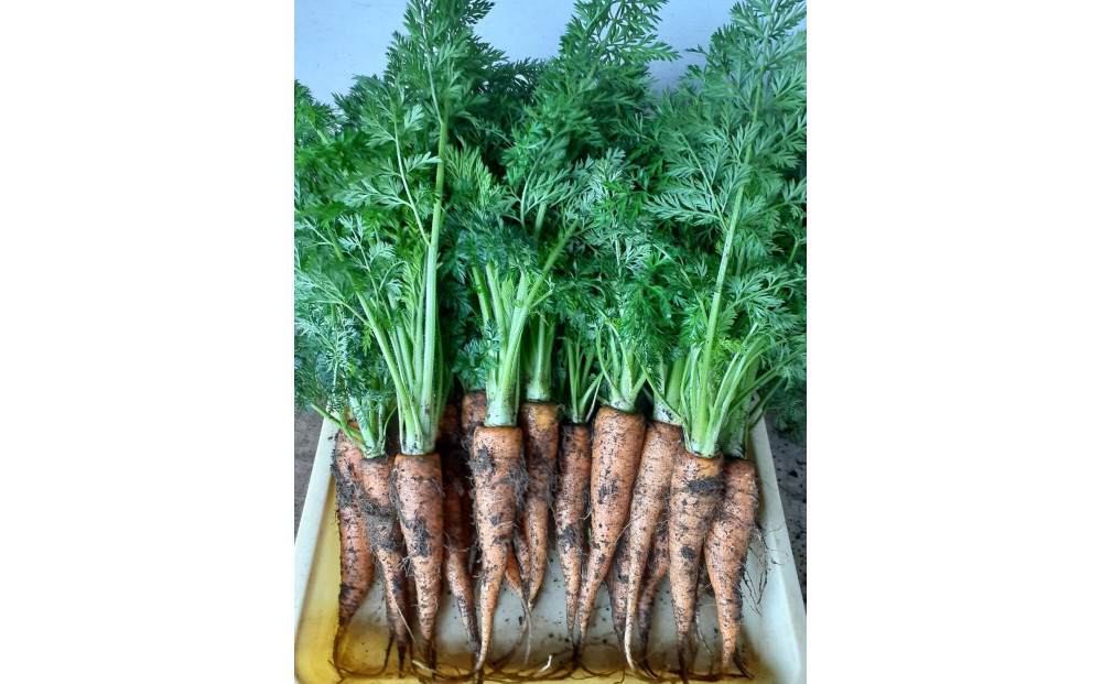 旬のお野菜詰め合わせセット【配送不可：北海道・沖縄・離島（一部除く）・島しょ部】◇