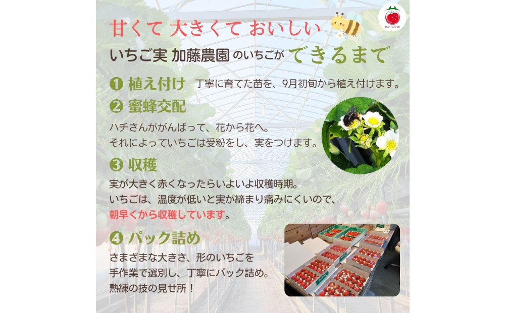 【2026年出荷の先行予約】【贈答用】 静岡県産いちご 紅ほっぺ 500g×2パック（1パック12～15粒）【配送不可：北海道・沖縄・離島】 冷蔵配送 苺 フルーツ◇