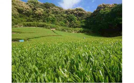 お茶処静岡市の茶農家から味わいの静岡茶『計500g』■
