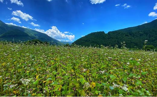 桜えびかき揚げと静岡産生そば（冷凍）4人前【配送不可：離島】■