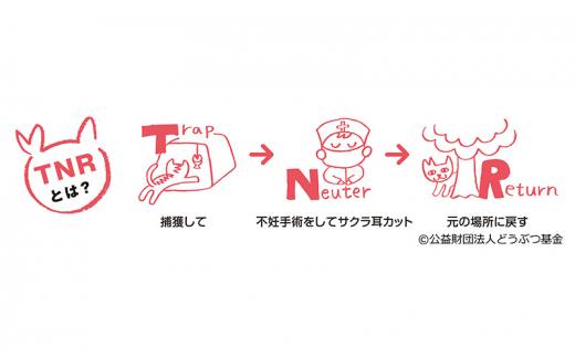 【さくらねこTNR活動支援 】静岡市産 抹茶入り水出し煎茶ティーバッグ 5g 10個入 × 4袋（計40ティーバッグ・約40リットル分）◆