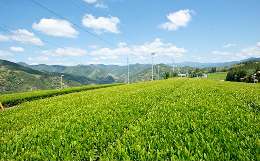 【茶娘の深むし茶】静岡市産深むし茶100g『10+1本』合計1.1kg◆無添加 小分け お茶 ブランド 静岡茶 大容量 静岡県産 カテキン 家庭用 静岡県 深蒸し茶