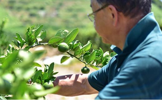 【2026年3月より発送】しみずTHE MIKAN100％（みかんジュース）720ml×1本◇