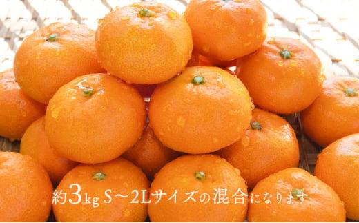 【2026年12月下旬より順次発送】至福の青島みかん 約3kg 望月自然農園 静岡県貯蔵ミカン品評会優秀賞 フルーツ 柑橘 オレンジ みかん◆
