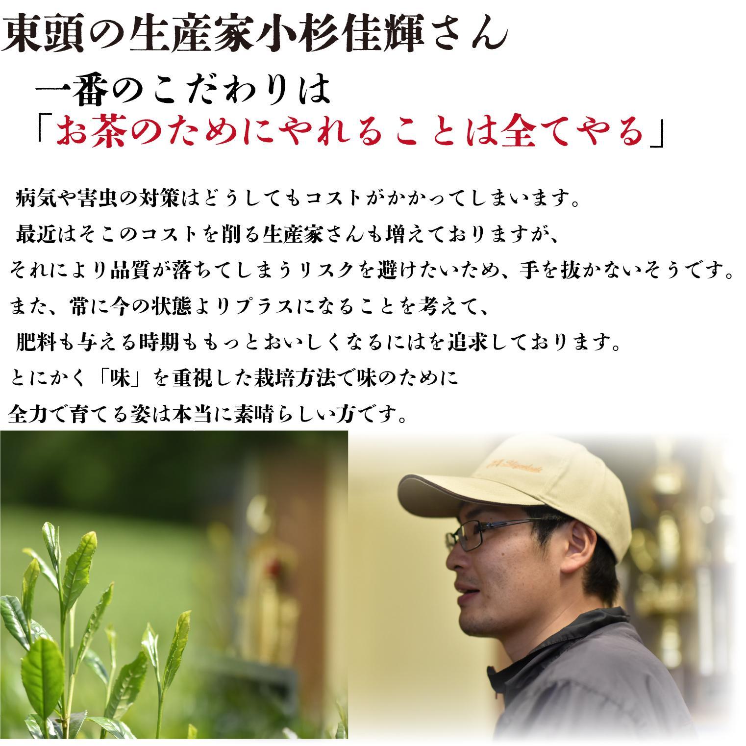 静岡茶 東頭100g 1本入り とうべっとう