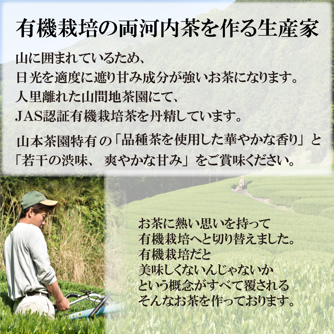 静岡市清水区の有機栽培品種茶2種セット かなやみどり100ｇ さやまかおり100ｇ 静岡茶 静岡県産□