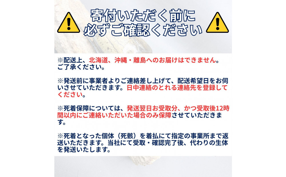 （ペア）ヘラクレスオオカブト大型オス（140-150mm）&メス（サイズフリー）【配送不可：北海道・沖縄・離島（一部除く】