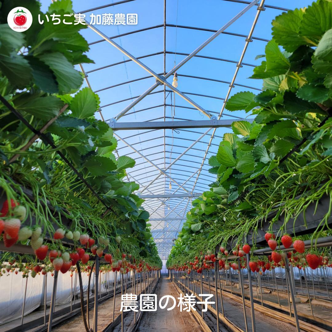 【冷凍】 静岡県産いちご 紅ほっぺ 1kg 苺 フルーツ◇