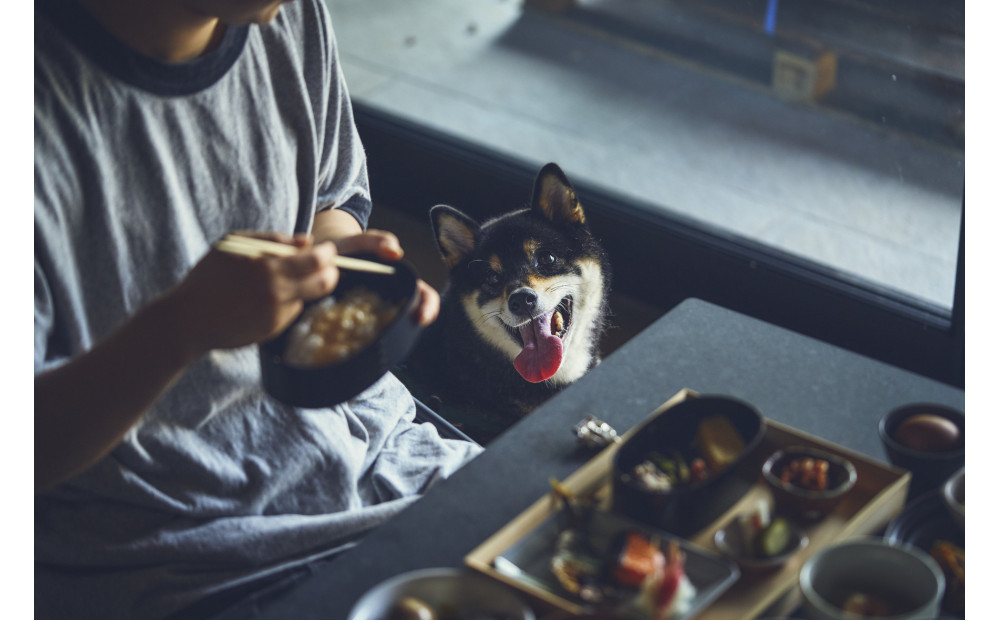 【愛犬と一緒に泊まれるホテル・1HOTEL】ふるさと納税宿泊ギフト券30,000円分