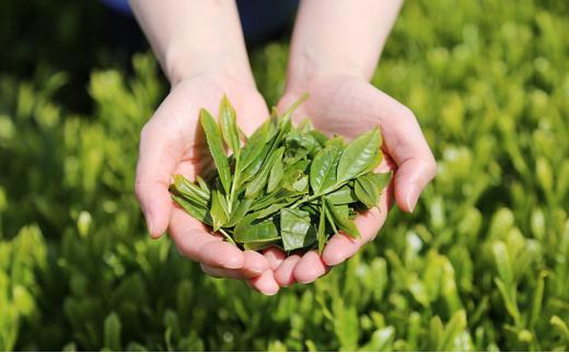 【さくらねこTNR活動支援 】静岡市産 抹茶入り水出し煎茶ティーバッグ 5g 10個入 × 4袋（計40ティーバッグ・約40リットル分）◆