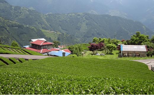 【茶娘の深むし茶】静岡市産深むし茶100g『10+1本』合計1.1kg◆無添加 小分け お茶 ブランド 静岡茶 大容量 静岡県産 カテキン 家庭用 静岡県 深蒸し茶