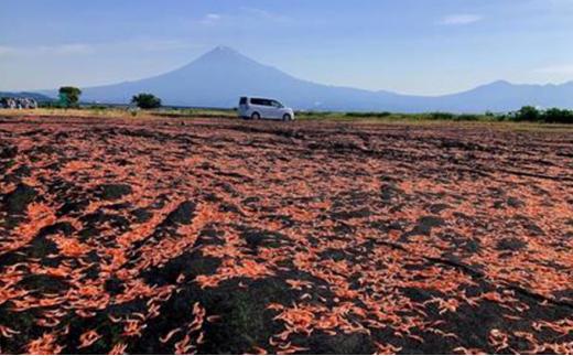 渡辺忠夫商店 桜えびご飯の素 4袋セット■