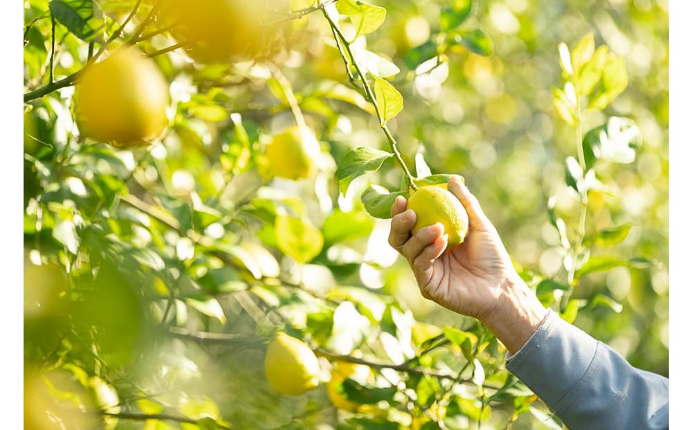 虹色レモンシロップ　300ml×3本□