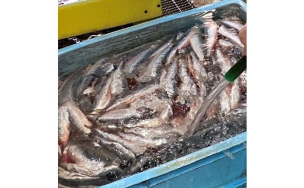 静岡名物　いわしの黒はんぺん（8枚入×3袋）◆