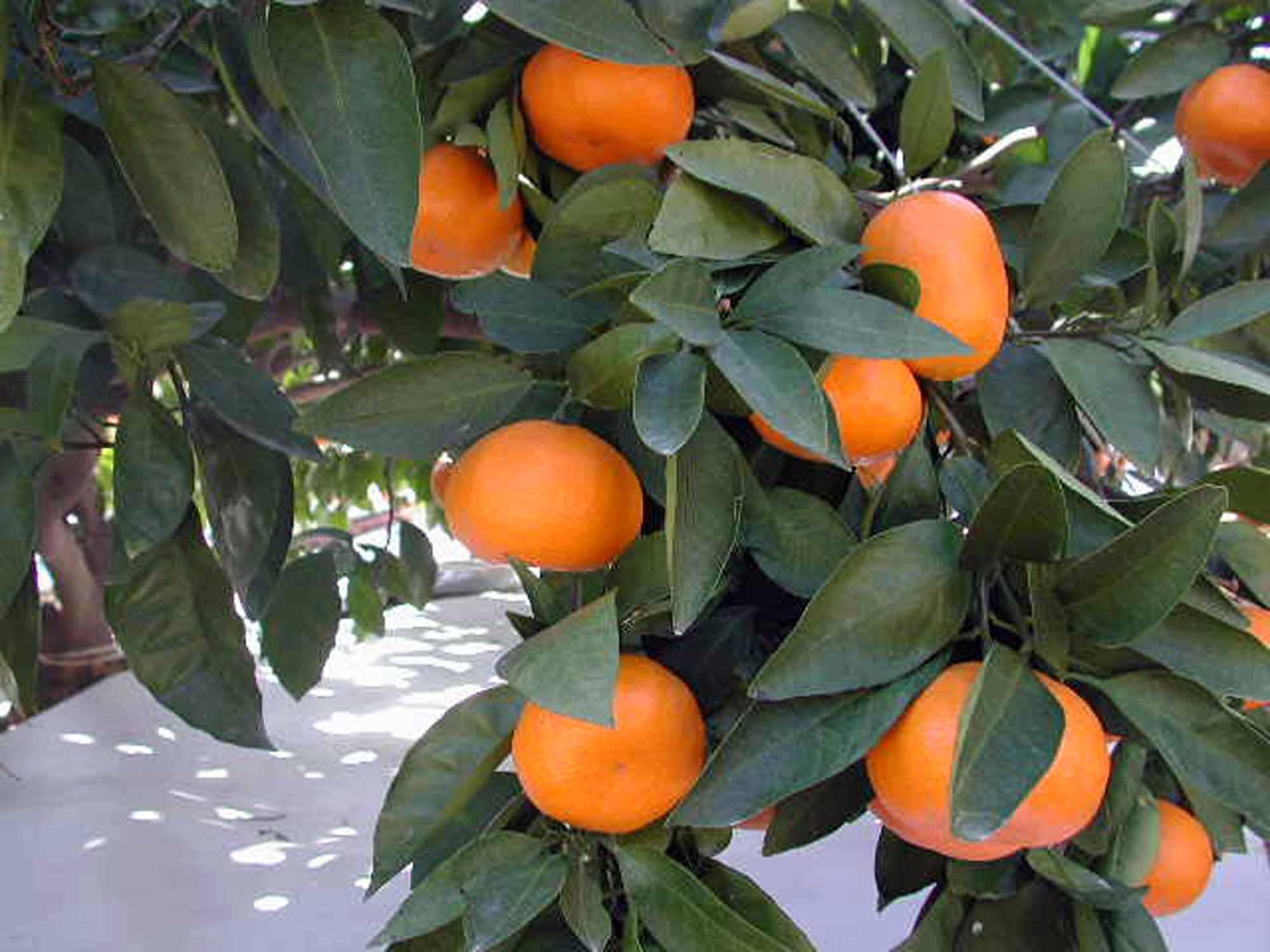 【2025年12月下旬～2月上旬発送】甘い青島みかん5kg　静岡県より産地直送◇