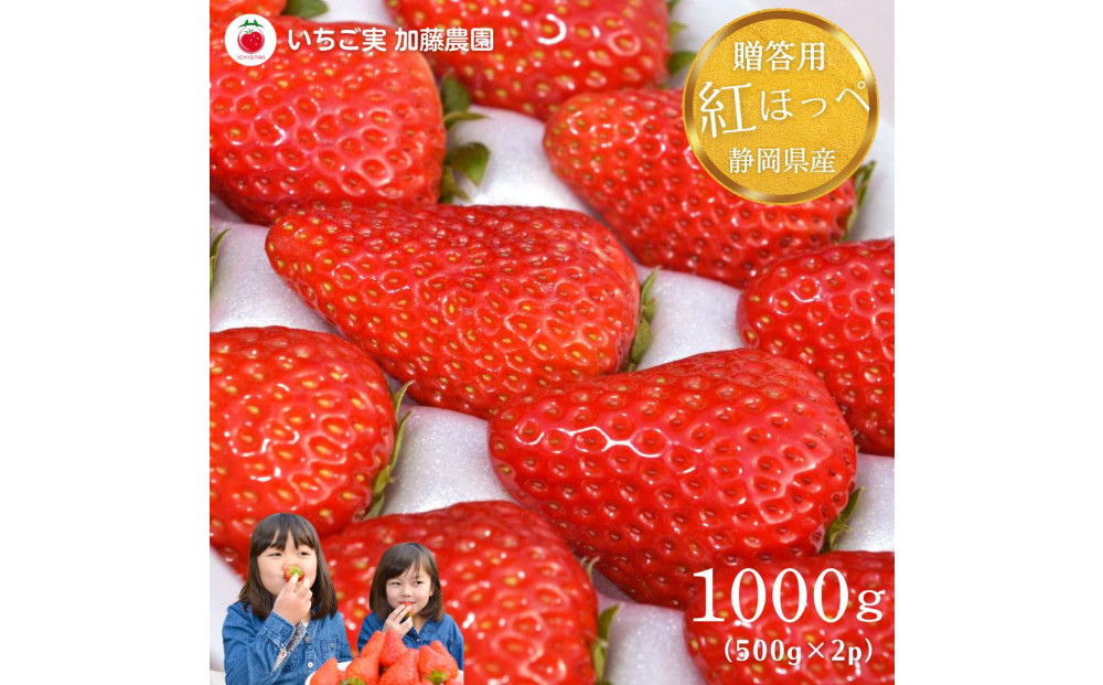 【2026年出荷の先行予約】【贈答用】 静岡県産いちご 紅ほっぺ 500g×2パック（1パック12～15粒）【配送不可：北海道・沖縄・離島】 冷蔵配送 苺 フルーツ◇