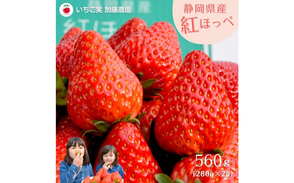 【2026年出荷の先行予約】静岡県産いちご 紅ほっぺ 280g×2パック（1パック12～15粒） 冷蔵配送【配送不可：北海道・沖縄・離島】 苺 フルーツ◇