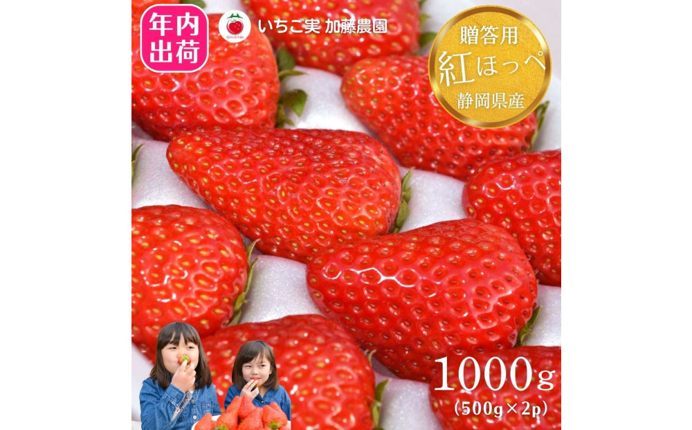 【年内お届け！！贈答用】 静岡県産いちご 紅ほっぺ 500g×2パック（1パック12～15粒） 冷蔵配送【配送不可：北海道・沖縄・離島】 苺 フルーツ◇