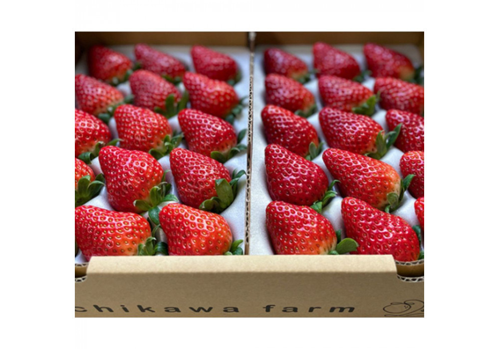 農園厳選 静岡いちご2パック（約900g／すず・おいCベリー・紅ほっぺ）（冷蔵 苺 フルーツ）