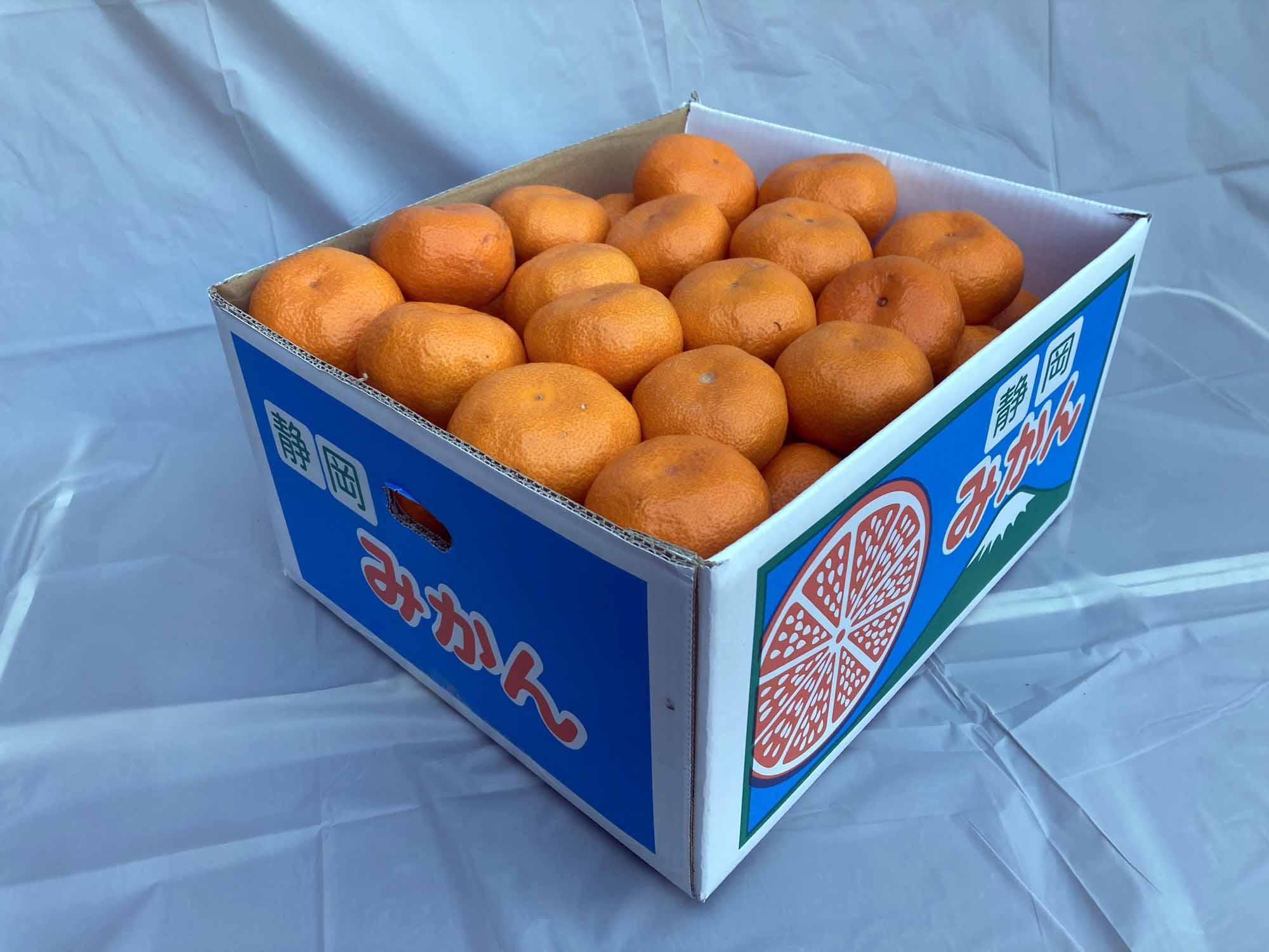 【2025年12月下旬～2月上旬発送】甘い青島みかん10kg　静岡県より産地直送◇